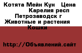 Котята Мейн Кун › Цена ­ 10 000 - Карелия респ., Петрозаводск г. Животные и растения » Кошки   